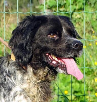 Xico - ein unkomplizierter Begleiter, Typ Bretonischer Spaniel (kein Stammbaum) - Rüde