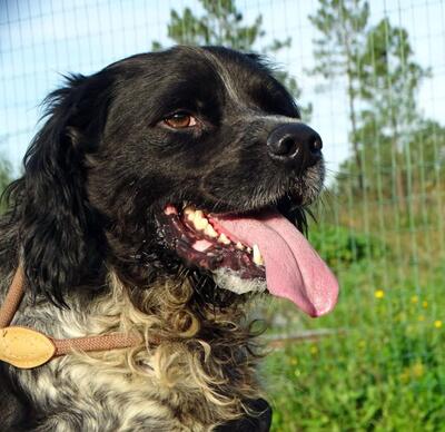 Xico - ein unkomplizierter Begleiter, Typ Bretonischer Spaniel (kein Stammbaum) - Rüde