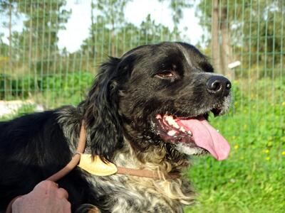 Xico - ein unkomplizierter Begleiter, Typ Bretonischer Spaniel (kein Stammbaum) - Rüde