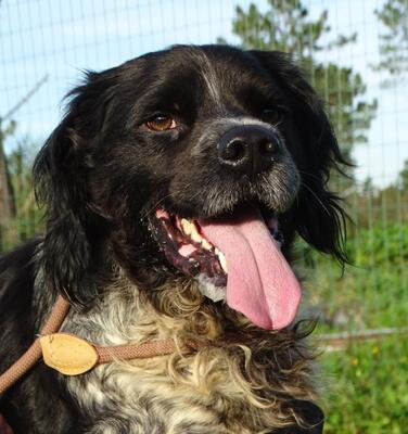 Xico - ein unkomplizierter Begleiter, Typ Bretonischer Spaniel (kein Stammbaum) - Rüde