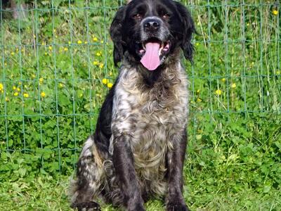 Xico - ein unkomplizierter Begleiter, Typ Bretonischer Spaniel (kein Stammbaum) - Rüde