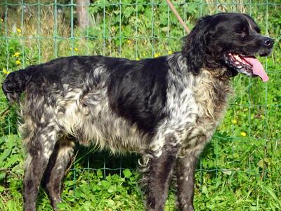 Xico - ein unkomplizierter Begleiter, Typ Bretonischer Spaniel (kein Stammbaum) - Rüde