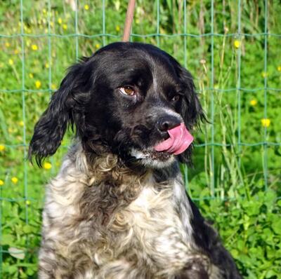Xico - ein unkomplizierter Begleiter, Typ Bretonischer Spaniel (kein Stammbaum) - Rüde
