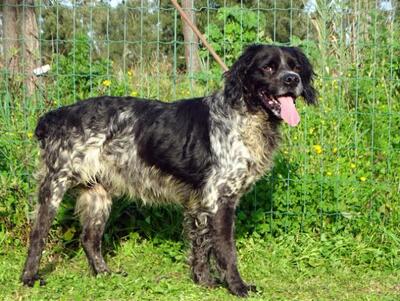 Xico - ein unkomplizierter Begleiter, Typ Bretonischer Spaniel (kein Stammbaum) - Rüde