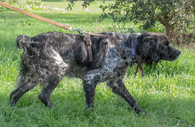 Xico – einfach zu erziehen, Epagneul Bretone (Bretonischer Spaniel) - Rüde