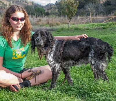 Xico – einfach zu erziehen, Epagneul Bretone (Bretonischer Spaniel) - Rüde