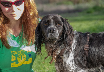 Xico – einfach zu erziehen, Epagneul Bretone (Bretonischer Spaniel) - Rüde