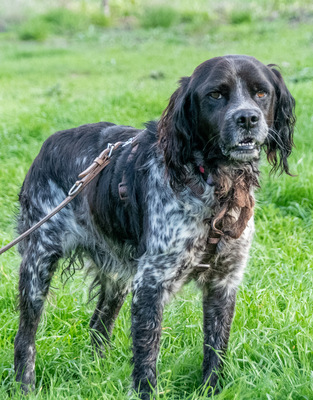 Xico – einfach zu erziehen, Epagneul Bretone (Bretonischer Spaniel) - Rüde