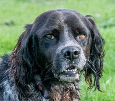 Xico – leicht zu erziehen, Epagneul Bretone (Bretonischer Spaniel) - Rüde