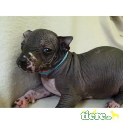 Xoloitzcuintle Standard, Mexikanischer Nackthund Welpen - Hündin