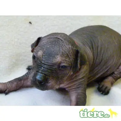 Xoloitzcuintle Standard, Mexikanischer Nackthund Welpen - Hündin