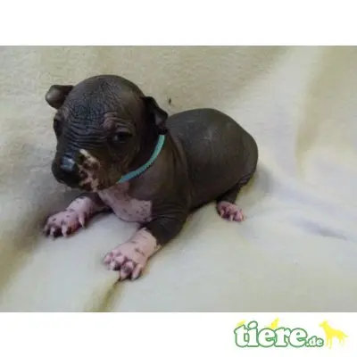 Xoloitzcuintle Standard, Mexikanischer Nackthund Welpen - Hündin