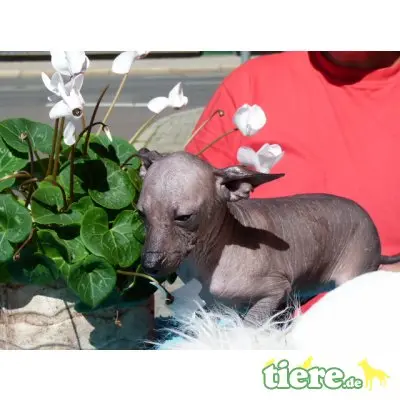 Xoloitzcuintle Standard, Mexikanischer Nackthund Welpen - Hündin