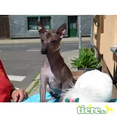 Xoloitzcuintle Standard, Mexikanischer Nackthund Welpen - Hündin