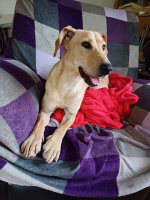 YARRA Niederösterreich, Labradormischling - Hündin