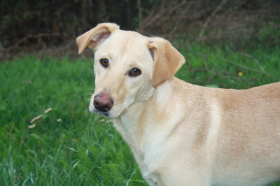 YELLOW, zartwüchsiger Labradormix, Labimix - Rüde