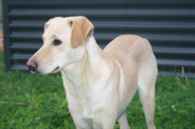 YELLOW, zartwüchsiger Labradormix, Labimix - Rüde