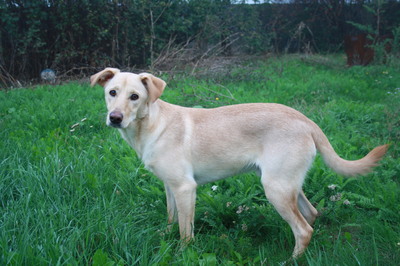 YELLOW, zartwüchsiger Labradormix, Labimix - Rüde