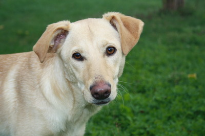 YELLOW, zartwüchsiger Labradormix, Labimix - Rüde