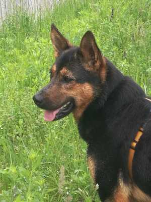 YODA Ella, Schäfermix - Hündin