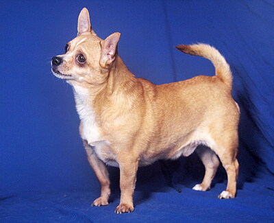 YOGHI - R E S E R V I E R T !!!!! freundlich und ruhig, verschmust, intelligent, als Zweithund nur zu einer Hündin, Chihuahua - Rüde
