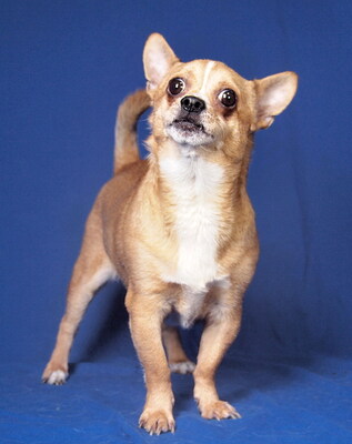 YOGHI - freundlich und ruhig, verschmust, intelligent, als Zweithund nur zu einer Hündin, Chihuahua - Rüde
