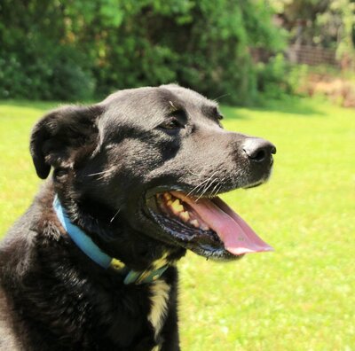 YOGIBÄR, Labradormix - Rüde