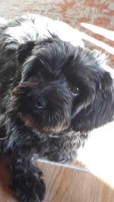 YOLLA, Lhasa Apsomix - Hündin