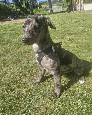YUKI sucht eigene Familie, Dackel-Chihuahua-Mischling Welpen - Rüde