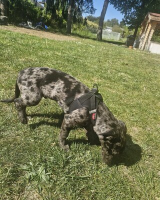 YUKI sucht eigene Familie, Dackel-Chihuahua-Mischling Welpen - Rüde