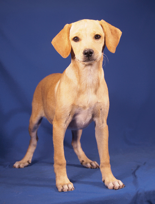 YUMA - R E S E R V I E R T !!!!! verschmust und fröhlich, intelligent, lebhaft, verspielt, katzenverträglich, Mischling Welpen - Hündin