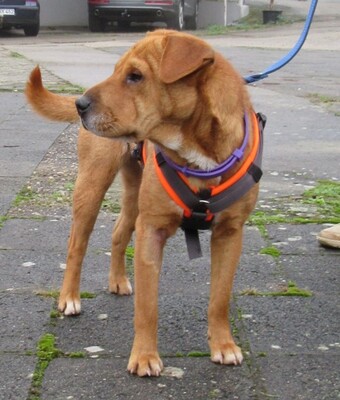 😍 YVON Shar Pei (x Pinscher?) - Mix - liebt kuscheln und Gassi gehen, Shar Pei-Mix - Hündin