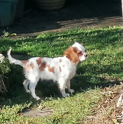 Yacky, Zitta, Cavalier King Charles Spaniel - Hündin