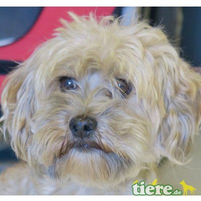 Yacky, lieber Schatz - Rüde