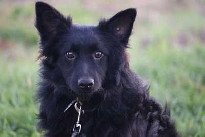 Yael, Mischling - Rüde