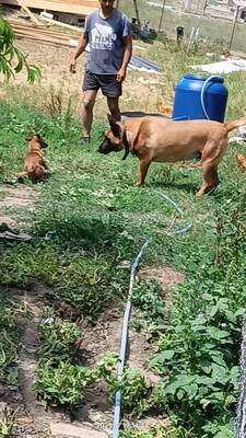 Yago sucht seinen ganz besonderen Menschen