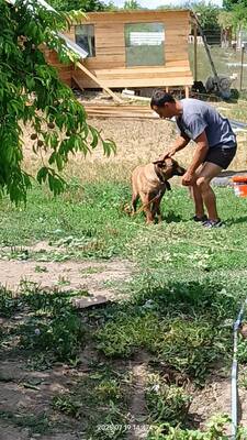 Yago sucht seinen ganz besonderen Menschen, Mischling - Rüde