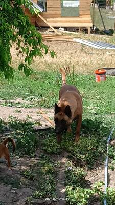 Yago sucht seinen ganz besonderen Menschen, Mischling - Rüde