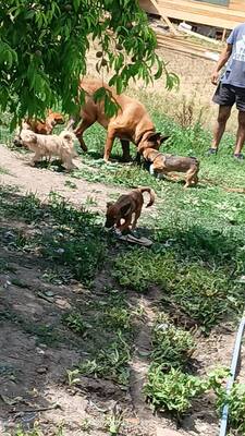 Yago sucht seinen ganz besonderen Menschen, Mischling - Rüde