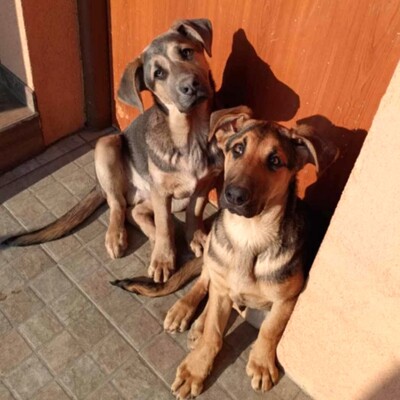 💥Yakari Schäferhund -Vizsla-Mischling mit einem liebevollen, fröhlichen und verspielten Charakter.💥, Schäferhund -Vizsla-Mischling - Rüde