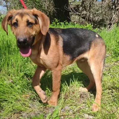 💥Yakari Schäferhund -Vizsla-Mischling mit einem liebevollen, fröhlichen und verspielten Charakter.💥, Schäferhund -Vizsla-Mischling Welpen - Rüde