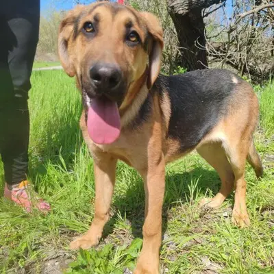 💥Yakari Schäferhund -Vizsla-Mischling mit einem liebevollen, fröhlichen und verspielten Charakter.💥, Schäferhund -Vizsla-Mischling Welpen - Rüde