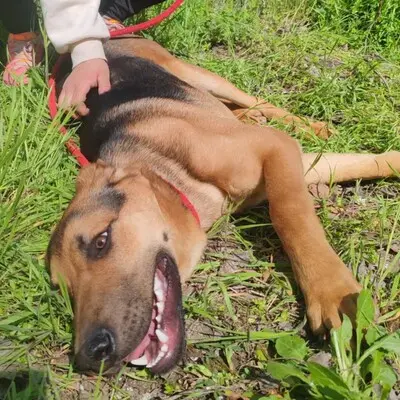 💥Yakari Schäferhund -Vizsla-Mischling mit einem liebevollen, fröhlichen und verspielten Charakter.💥, Schäferhund -Vizsla-Mischling Welpen - Rüde