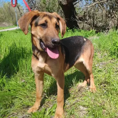 💥Yakari Schäferhund -Vizsla-Mischling mit einem liebevollen, fröhlichen und verspielten Charakter.💥, Schäferhund -Vizsla-Mischling Welpen - Rüde