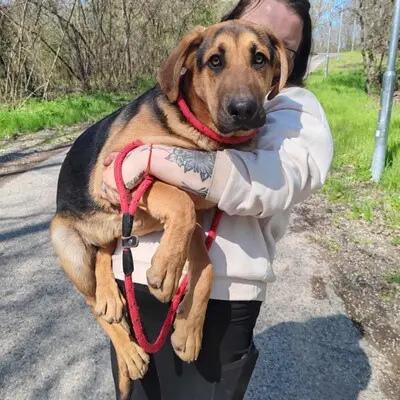 💥Yakari Schäferhund -Vizsla-Mischling mit einem liebevollen, fröhlichen und verspielten Charakter.💥, Schäferhund -Vizsla-Mischling Welpen - Rüde