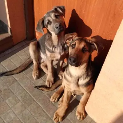 💥Yakari Schäferhund -Vizsla-Mischling mit einem liebevollen, fröhlichen und verspielten Charakter.💥, Schäferhund -Vizsla-Mischling Welpen - Rüde