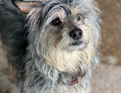 Yaky (M)-sehr schüchtern, evtl. Yorkie Mix - Rüde