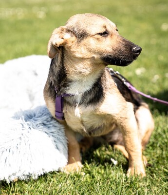 Yami, mischling - Hündin