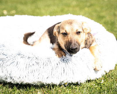 Yami, mischling - Hündin