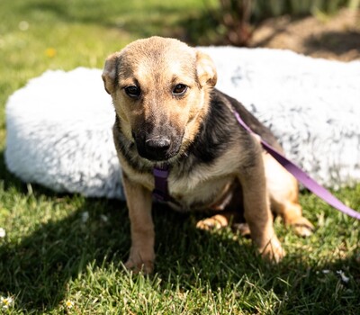 Yami, mischling - Hündin